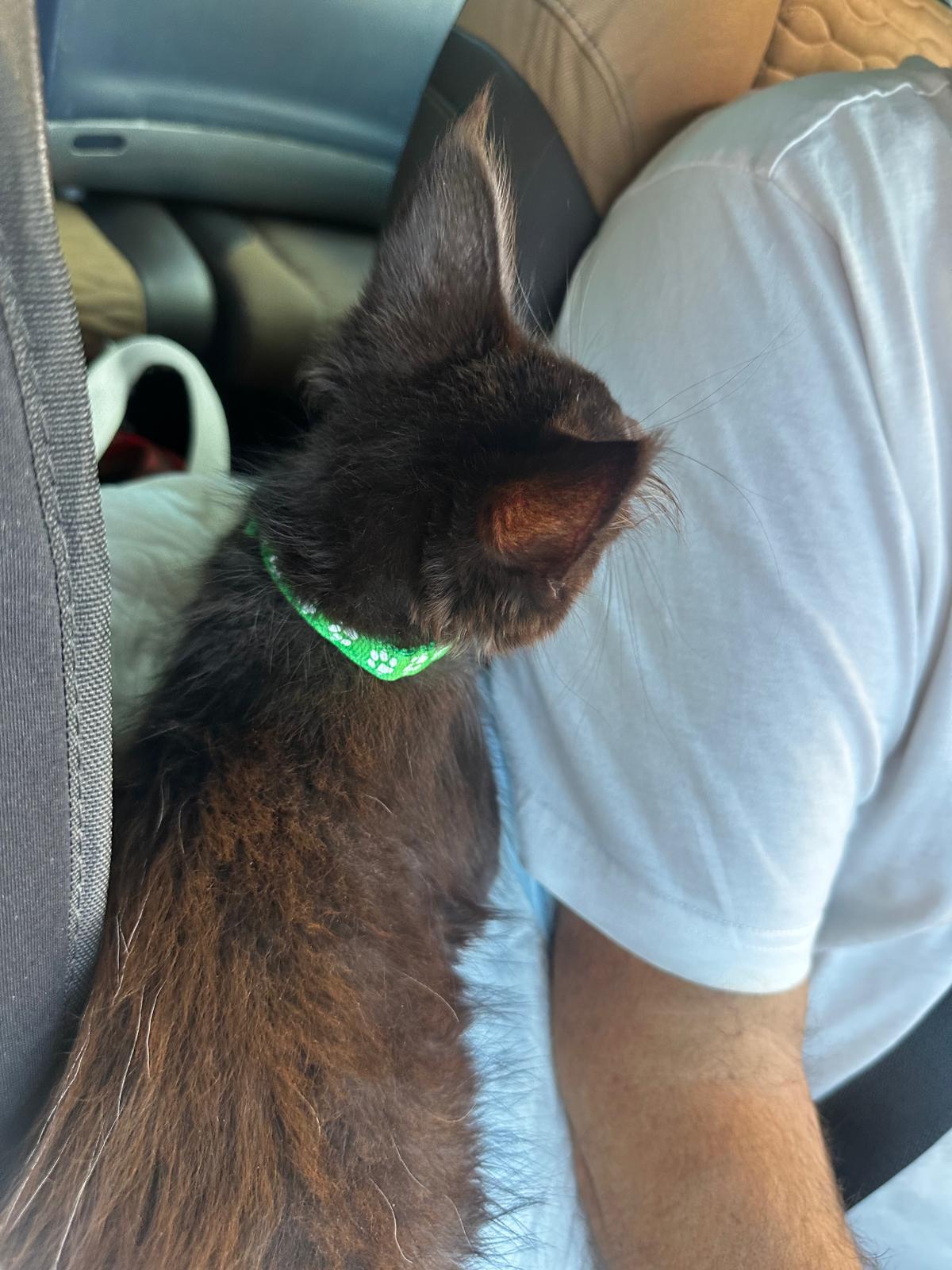 DASH UGO LYNX RUNE CODE — family photograph 4