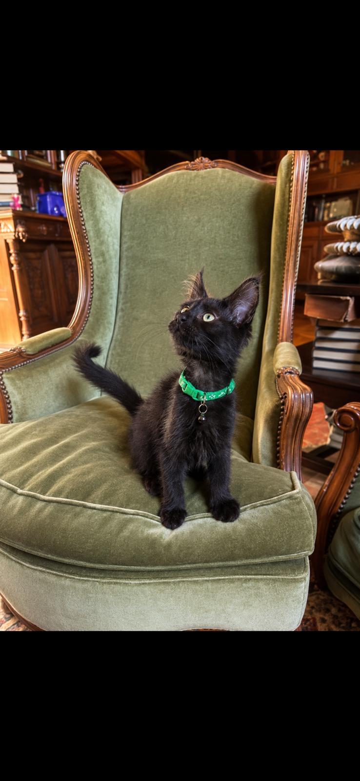 DASH UGO LYNX RUNE CODE — family photograph 8