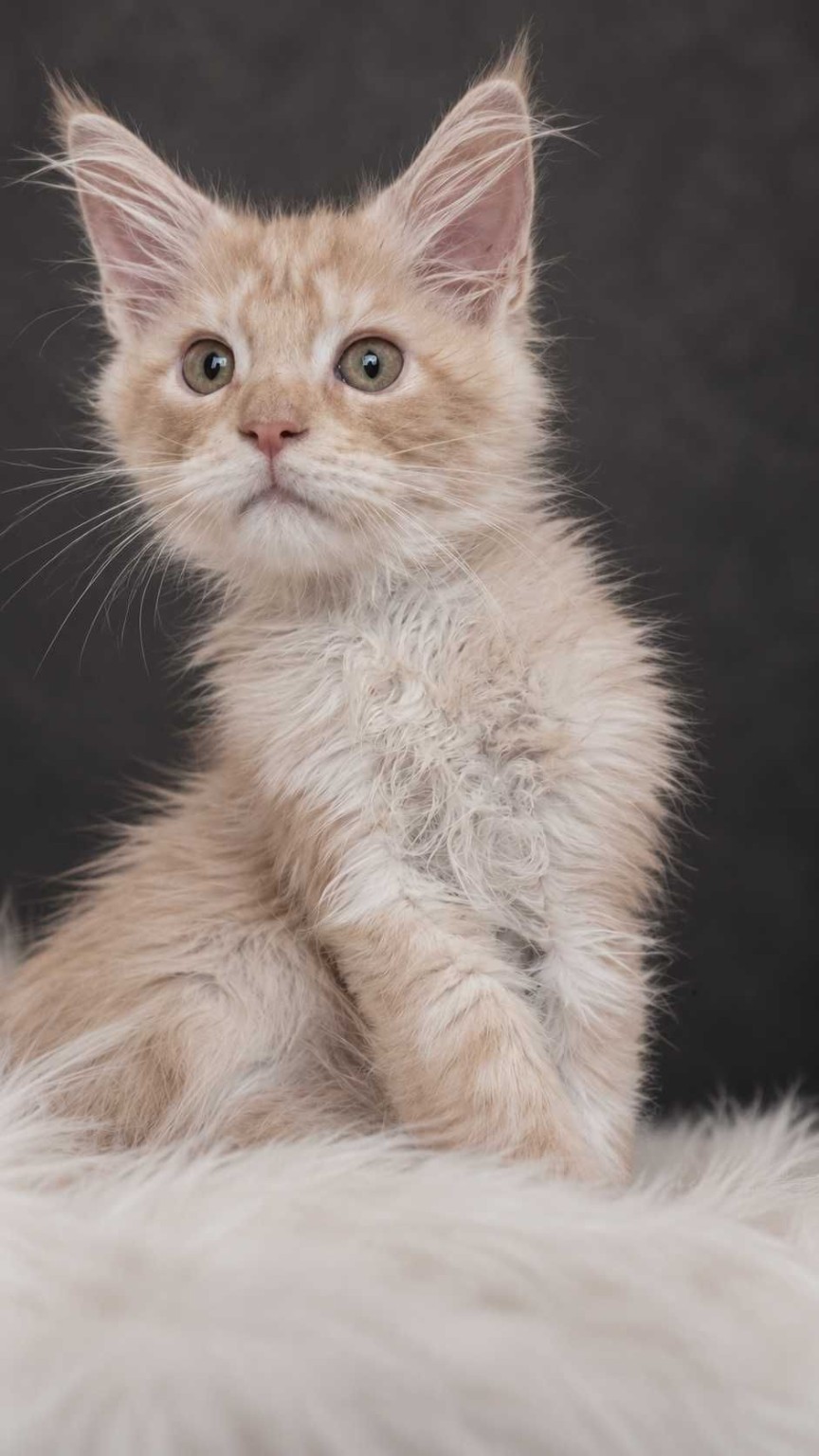 Icecream, Maine Coon